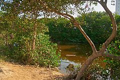 Canal Calicanto